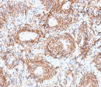 Formalin-fixed, paraffin-embedded human kidney stained with Fibrillin 1 Mouse Monoclonal Antibody (FBN1/2191). HIER: Tris/EDTA, pH9.0, 45min. 2°C: HRP-polymer, 30min. DAB, 5min.
