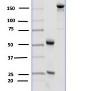 SDS-PAGE Analysis Purified CD23 Mouse Monoclonal Antibody (FCER2/4918). Confirmation of Purity and Integrity of Antibody.