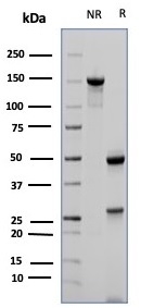 SDS-PAGE Analysis of Purified CD23-Monospecific Mouse Monoclonal Antibody (FCER2/6887). Confirmation of Purity and Integrity of Antibody.