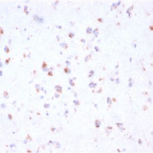 Formalin-fixed, paraffin-embedded human Cerebellum stained with FCGRT Mouse Monoclonal Antibody (FCGRT/2932).