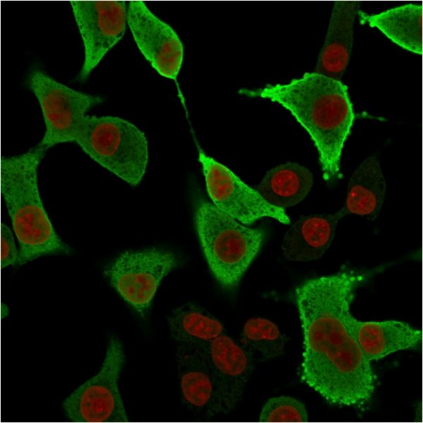 Immunofluorescence Analysis of A549 cells labeling AKR1B1 with AKR1B1 Mouse Monoclonal Antibody (CPTC-AKR1B1-3) followed by Goat anti-Mouse IgG-CF488 (Green). The nuclear counterstain is Redot (Red)