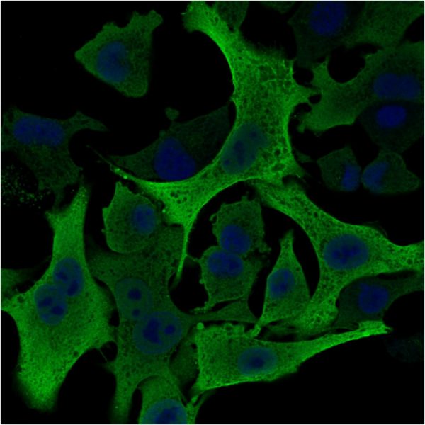 Immunofluorescence Analysis of A549 cells labeling AKR1B1. AKR1B1 Mouse Monoclonal Antibody (CPTC-AKR1B1-2) followed by goat anti-mouse IgG-CF488. Nuclei stained with RedDot (blue).