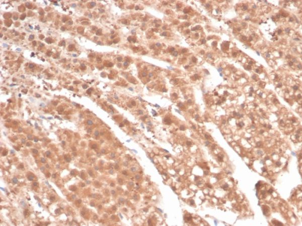 Formalin-fixed, paraffin-embedded human adrenal gland stained with Aldose Reductase Recombinant Mouse Monoclonal Antibody (rAKR1B1/7295). HIER: Tris/EDTA, pH9.0, 45min. 2 °: HRP-polymer, 30min. DAB, 5min.
