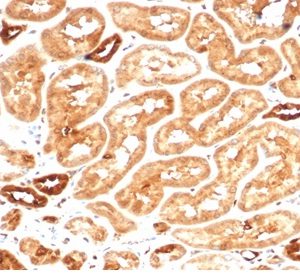 Formalin-fixed, paraffin-embedded human kidney stained with Aldose Reductase Recombinant Rabbit Monoclonal Antibody (AKR1B1/7009R).