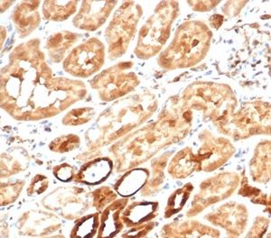 Formalin-fixed, paraffin-embedded human kidney stained with Aldose Reductase Recombinant Rabbit Monoclonal Antibody (AKR1B1/7009R). HIER: Tris/EDTA, pH9.0, 45min. 2°C: HRP-polymer, 30min. DAB, 5min.