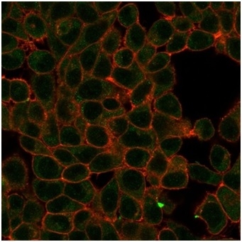 Immunofluorescence Analysis of PFA-fixed HeLa cells stained using HIC2 Mouse Monoclonal Antibody (PCRP-HIC2-1B1) followed by goat anti-mouse IgG-CF488 (green). CF640A phalloidin (red).