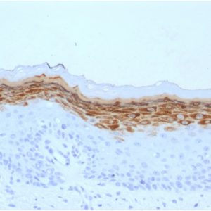 Formalin-fixed, paraffin-embedded human Skin stained with Filaggrin Mouse Monoclonal Antibody (FLG/1561).