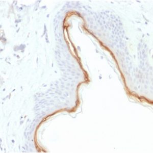Formalin-fixed, paraffin-embedded human Skin stained with Filaggrin Mouse Monoclonal Antibody (FLG/1945).