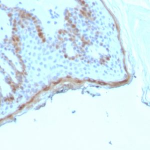 Formalin-fixed, paraffin-embedded human skin stained with Filaggrin Recombinant Mouse Monoclonal Antibody (rFLG/1945).