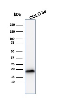 Western Blot Analysis of COLO38 cell lysate using MART-1 Mouse Recombinant Monoclonal Antibody (rMLANA/788).