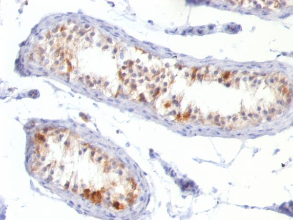 Formalin-fixed, paraffin-embedded human Testis stained with Melan-A / MART-1 Mouse Monoclonal Antibody (MLANA/788).