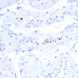 Formalin-fixed, paraffin-embedded human testis stained with CSTF2T Mouse Monoclonal Antibody (PCRP-CSTF2T-1A3).