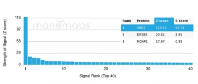 Analysis of Protein Array containing more than 19,000 full-length human proteins using UBR2-Monospecific Mouse Monoclonal Antibody (PCRP-UBR2-1D12). Z- and S- Score: The Z-score represents the strength of a signal that a monoclonal antibody (MAb) (in combination with a fluorescently-tagged anti-IgG secondary antibody) produces when binding to a particular protein on the HuProtTM array. Z-scores are described in units of standard deviations (SD's) above the mean value of all signals generated on that array. If targets on HuProtTM are arranged in descending order of the Z-score, the S-score is the difference (also in units of SD's) between the Z-score. S-score therefore represents the relative target specificity of a MAb to its intended target. A MAb is considered to specific to its intended target, if the MAb has an S-score of at least 2.5. For example, if a MAb binds to protein X with a Z-score of 43 and to protein Y with a Z-score of 14, then the S-score for the binding of that MAb to protein X is equal to 29. UBR2 / E3 ubiquitin-protein ligase UBR2 (Transcription Factor) Antibody - Image 5