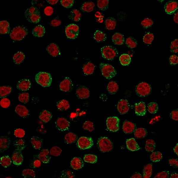Immunofluorescence staining of U937 cells using ICOS-L Mouse Monoclonal Antibody (ICOSL/3111) followed by goat anti-Mouse IgG conjugated to CF488 (green). Nuclei are stained with Reddot