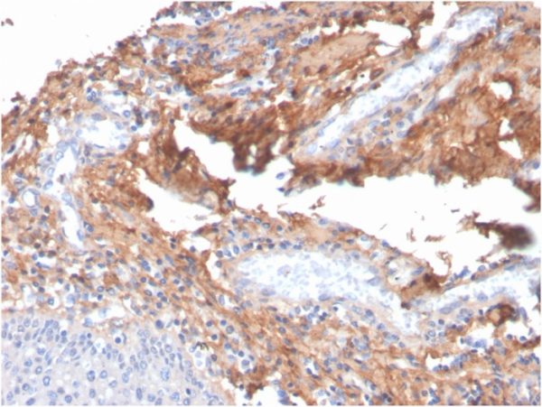 Formalin-fixed, paraffin-embedded human tonsil stained with Fibronectin Mouse Monoclonal Antibody (C6F10).