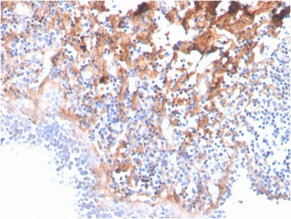 Formalin-fixed, paraffin-embedded human tonsil stained with Fibronectin Mouse Monoclonal Antibody (C6F10).