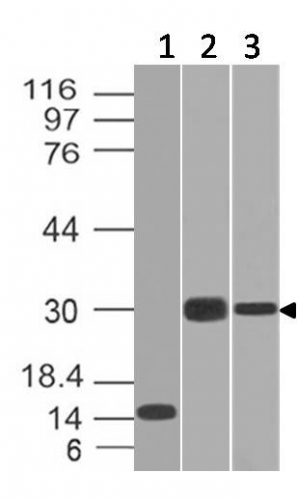 Western Blot of Recombinant, Panc-28 and PANC1 cell lysates using CELA3B Monoclonal Antibody (CELA3B/1218).