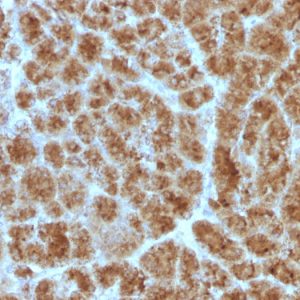 Formalin-fixed, paraffin-embedded human Pancreas stained with CELA3B Mouse Monoclonal Antibody (CELA3B/1257)