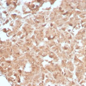 Formalin-fixed, paraffin-embedded human Pancreas stained with CELA3B Rabbit Recombinant Monoclonal Antibody (CELA3B/2809R).