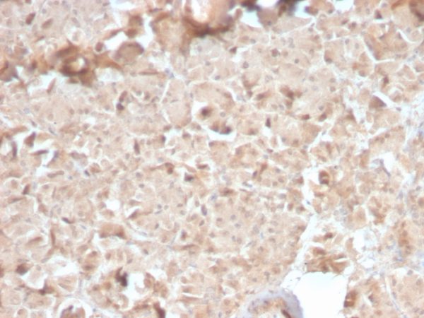 Formalin-fixed, paraffin-embedded human Pancreas stained with CELA3B Rabbit Recombinant Monoclonal Antibody (CELA3B/2810R).