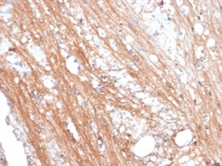 IHC analysis of formalin-fixed, paraffin-embedded cow brain.  Tissue stained using FOLH1/2363 at 2ug/ml in PBS for 30min RT. HIER: Tris/EDTA, pH9.0, 45min. 2 °: HRP-polymer, 30min. DAB, 5min.