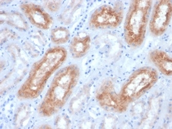 IHC analysis of formalin-fixed, paraffin-embedded dog kidney.  Tissue stained using FOLH1/2363 at 2ug/ml in PBS for 30min RT. HIER: Tris/EDTA, pH9.0, 45min. 2 °: HRP-polymer, 30min. DAB, 5min.