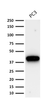 Western Blot of human prostate cancer PC3 cell lysate AMACR / p504S Mouse Monoclonal Antibody (AMACR/1864).