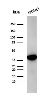 AMACR Antibody in Western Blot (WB).