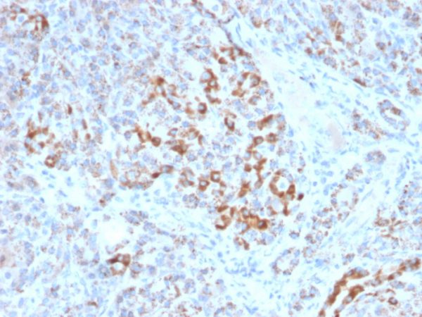 Formalin-fixed, paraffin-embedded human Pancreas stained with Frataxin Mouse Monoclonal Antibody (FXN/2124).