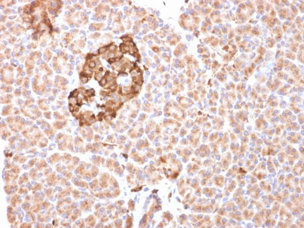 Formalin-fixed, paraffin-embedded human pancreas stained with Ferritin, Heavy Chain Mouse Monoclonal Antibody (FTH/2081). Confirmation of Purity and Integrity of Antibody.