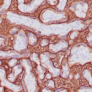 Formalin-fixed, paraffin-embedded human placenta stained with PLAP Mouse Monoclonal Antibody (ALP/870).