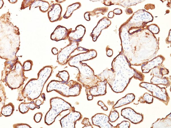 Formalin-fixed, paraffin-embedded human placenta stained with PLAP Mouse Monoclonal Antibody (GM022).