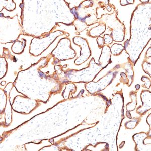 Formalin-fixed, paraffin-embedded human Placenta stained with PLAP Monoclonal Antibody (PL8-F6).