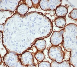 IHC analysis of formalin-fixed, paraffin-embedded human placenta stained using rALP/870 at 2ug/ml in PBS for 30min RT.