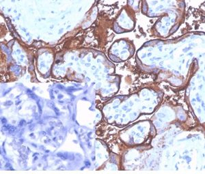 IHC analysis of formalin-fixed, paraffin-embedded human placenta stained using ALPP/4109 at 2ug/ml in PBS for 30min RT. Inset: PBS used instead of the primary antibody as the negative control.