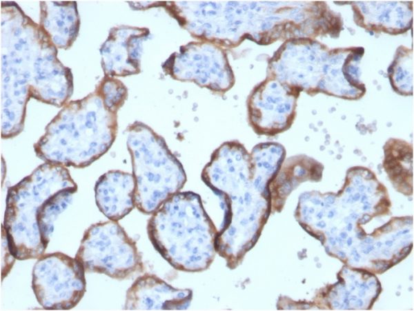 Formalin-fixed, paraffin-embedded human placenta stained with PLAP Rabbit Recombinant Monoclonal Antibody (ALPP/2899R).
