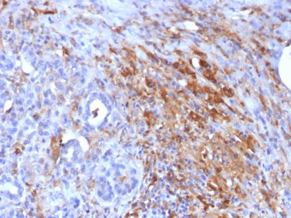 Formalin-fixed, paraffin-embedded Human Pancreas stained with  Ferritin, Light Chain Mouse Monoclonal Antibody (FTL/1386).
