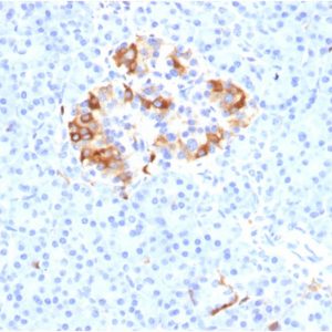 Formalin-fixed, paraffin-embedded human Pancreas stained with Ferritin, Light Chain Mouse Monoclonal Antibody (FTL/1387).