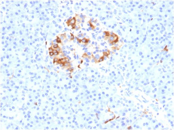 Formalin-fixed, paraffin-embedded human Pancreas stained with Ferritin, Light Chain Mouse Monoclonal Antibody (FTL/1387).