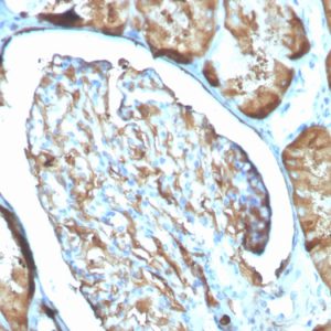 Formalin-fixed, paraffin-embedded human kidney stained with Ferritin, Light Chain Mouse Monoclonal Antibody (FTL/3100).