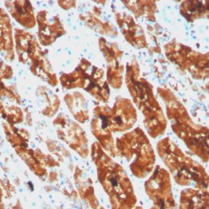 Formalin-fixed, paraffin-embedded human kidney stained with Ferritin, Light Chain Recombinant Mouse Monoclonal Antibody (rFTL/1386).