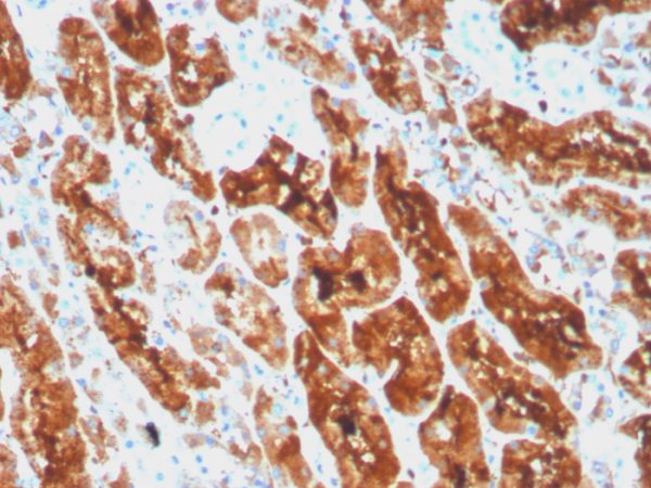 Formalin-fixed, paraffin-embedded human kidney stained with Ferritin, Light Chain Recombinant Mouse Monoclonal Antibody (rFTL/1386).