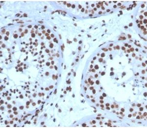 Formalin-fixed, paraffin-embedded human testis stained with SF-1Mouse Monoclonal Antibody (NR5A1/3397).