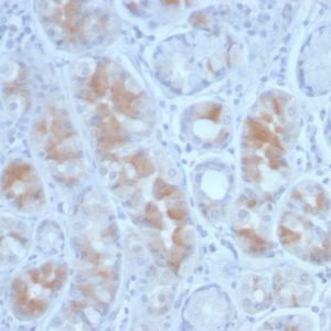 Formalin-fixed, paraffin-embedded human Stomach stained with Gastrin Mouse Monoclonal Antibody (GAST/2634).