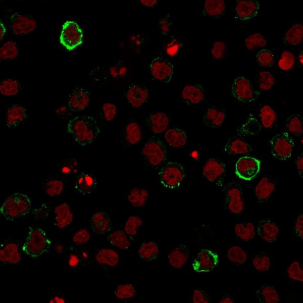 Immunofluorescence staining of U937 cells using CD15 Monoclonal Antibody (Leu-M1) followed by goat anti-Mouse IgG conjugated to CF488 (green). Nuclei are stained with Reddot.