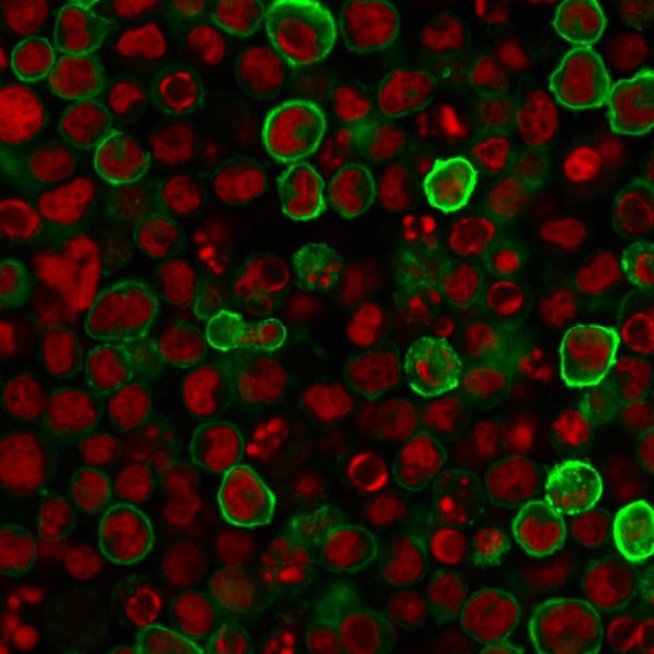 Immunofluorescence staining of U937 cells using CD15 Mouse Monoclonal Antibody (MY-1) followed by goat anti-mouse IgG conjugated to CF488 (green). Nuclei are stained with Reddot.
