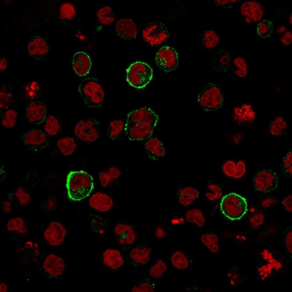 Immunofluorescence staining of U937 cells using CD15 Monoclonal Antibody (SPM119) followed by goat anti-Mouse IgG conjugated to CF488 (green). Nuclei are stained with Reddot.