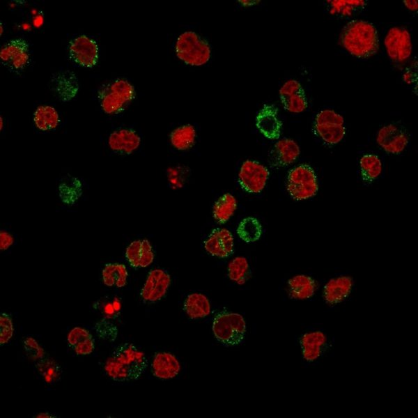 Immunofluorescence staining of U937 cells using CD15 Mouse Monoclonal Antibody (FR4A5) followed by goat anti-Mouse IgG conjugated to CF488 (green). Nuclei are stained with Reddot.