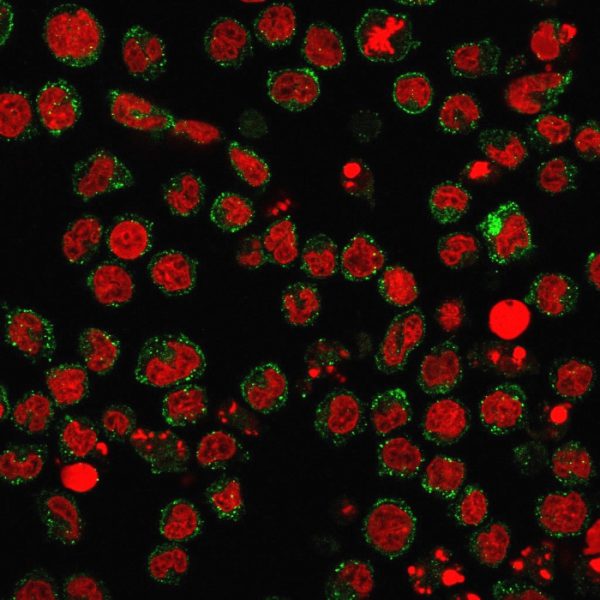 Immunofluorescence staining of U937 cells using CD15 Rabbit Recombinant Monoclonal Antibody (FUT4/1478R) followed by goat anti-Mouse IgG conjugated to CF488 (green). Nuclei are stained with Reddot.