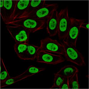 Immunofluorescent analysis of PFA-fixed HeLa cells. Ku Mouse Monoclonal Antibody (KU729) followed by goat anti-mouse IgG-CF488 (green). Membrane stained with phalloidin (red).